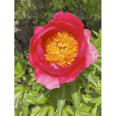 Pivoine de Chine 'Coral Magic' Souche 3/5 yeux