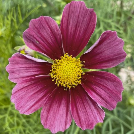 Cosmos 'Antiquity' le sachet de 30 graines (1/2)