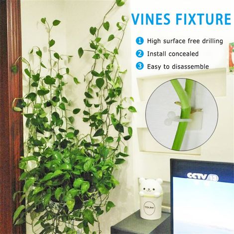 Lot de 100 fixations adhésives sans trace pour pothos grimpant (1/4)