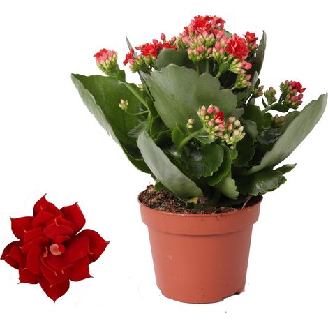 Kalanchoe Rosalina Don Justino Rouge - Plante d'Intérieur Fleurie - Ø 12 cm - Hauteur 27 cm - PANGIVO