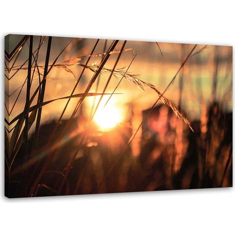Tableau sur toile Herbe Coucher de soleil Nature 60x40 (1/5)