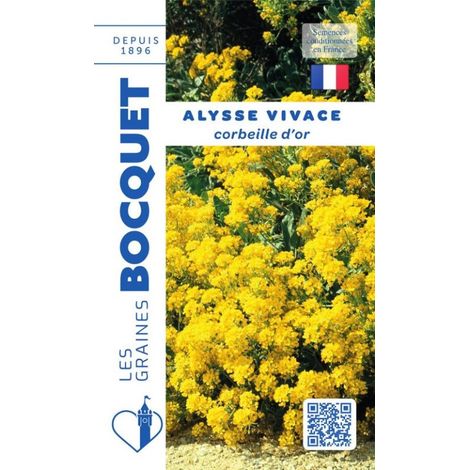 Alysse vivace corbeille d'or - 0,5g