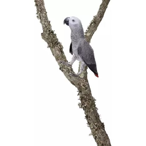 Branche de chêne en liège naturel BioBranch pour perroquets, 80 cm, sans fixation