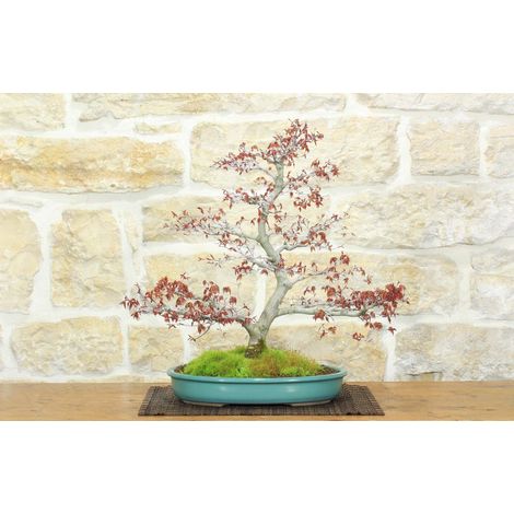 Bonsai di Acero Palmato Yamamomiji (14) (1/5)