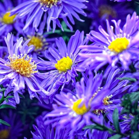 6 Asters Dumosus 'Lady In Blue' (1/5)