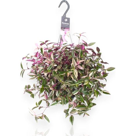 Gardenaria Tradescantia fluminensis 'Quadricolor' - Pianta da interno ornamentale - Altezza: 40 cm (vaso 17) (1/5)