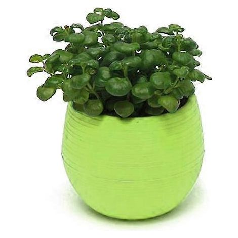 Joli pot de fleurs succulent avec soucoupe, décor de jardin et de bureauvert (1/5)