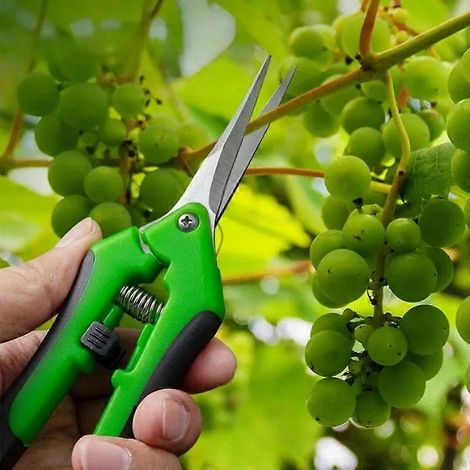 Ciseaux de jardinage, Ciseaux de jardinage - Ciseaux de jardin à poignée verrouillable, Ciseaux de taille ( ) (1/3)