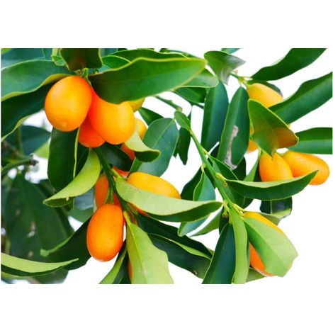 Vivaio Garden Forest – Mandarinier chinois Fortunella – Arbre fruitier 4m – Feuillage persistant vert foncé – Fleurs blanches parfumées – Exposition ensoleillée