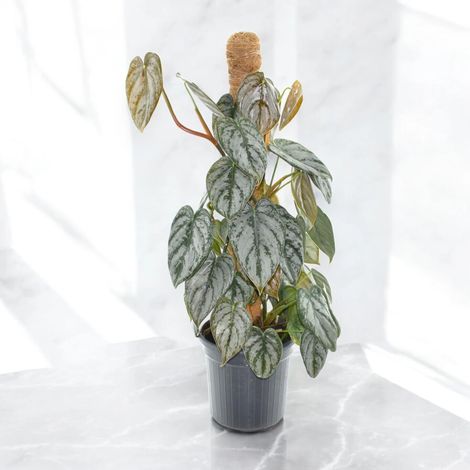 Gardenaria Philodendron brandtianum - Pianta da interno ornamentale - Altezza: 30 cm (vaso 12) (1/5)
