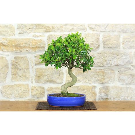 Bonsai di Ficus Retusa (180) (1/5)