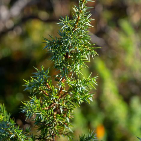 Genévrier commun Green Carpet - Juniperus communis Green Carpet 30/40cm Pot 8L (1/2)