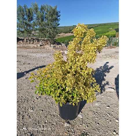 EUONYMUS JAPONICUS CESP.30 AUREA
