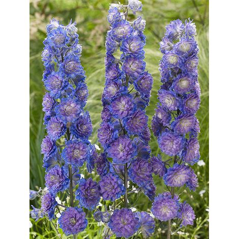 Pied d'Alouette elatum 'Highlander Sweet Sensation' Godet de 8/9 cm (1/2)
