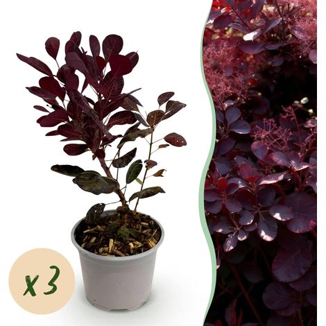 Cotinus coggyria Lilla - Lot de 3 Arbustes à Perruque Violets - Pot 12 cm - Hauteur 35 cm - PANGIVO (1/5)