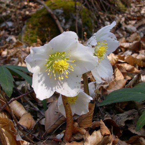 4 x Rose de Noël - Helleborus niger  - godet 9x9 cm (1/5)