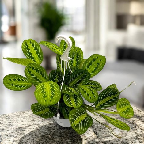 Gardenaria Maranta leuconeura 'Lemon Lime' - Pianta da interno ornamentale - Altezza: 30 cm (vaso 12) (1/5)