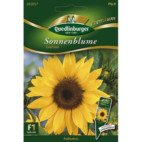 Quedlinburger Saatgut – Tournesol « Eversun » – Graines de fleurs, sans pollen, jaune doré, hauteur env. 175 cm