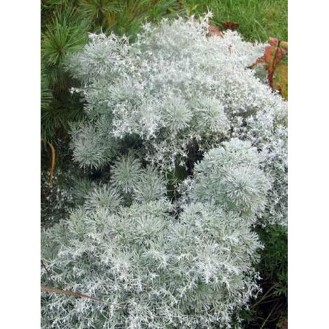 Artemisia schmidtiana 'Nana' Godet de 8/9 cm (1/5)