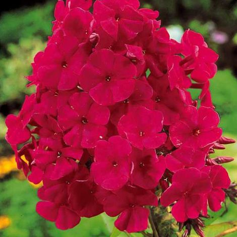 4 x Phlox paniculé  - Phlox paniculata 'Tenor'  - godet 9x9 cm (1/4)