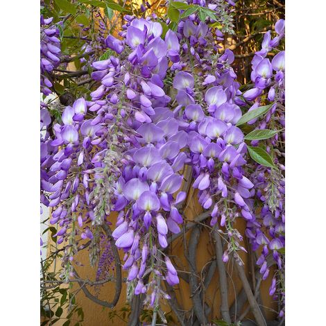 3 cuttings -Wisteria sinensis  purple