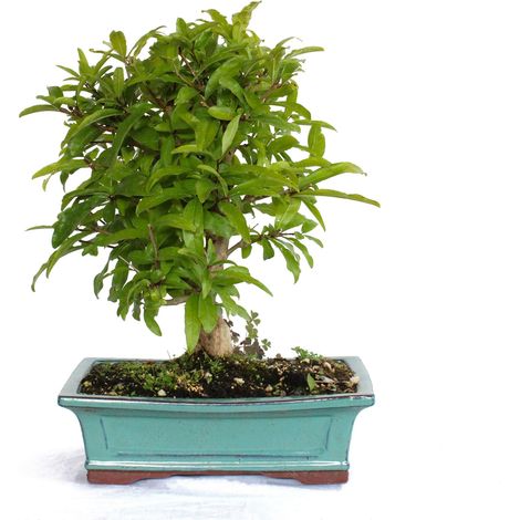 Bonsai di Melograno - Bonsai Giapponese Punica Granatum - H 30-40 cm Vaso Ø 25 cm (1/3)