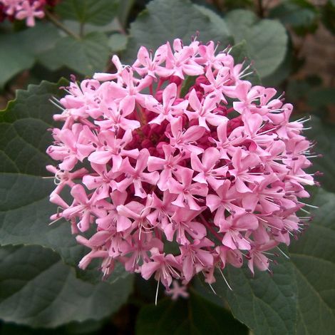 Clérodendron fétide - Clerodendrum bungei - 50-60 cm pot