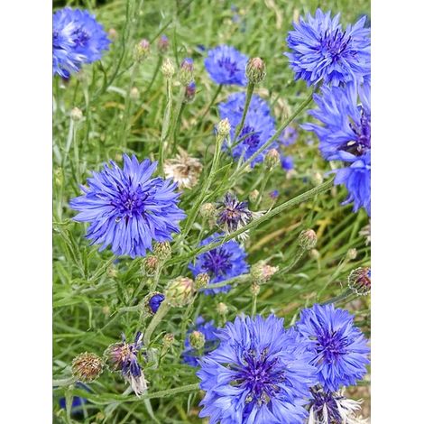 Bleuet 'Blue Boy' le sachet de 350 graines (2g) (1/2)