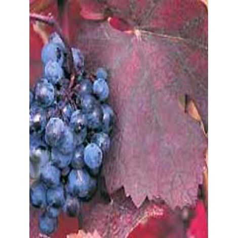 Vigne 'Purpurea' Pot de 2L/3L (1/2)