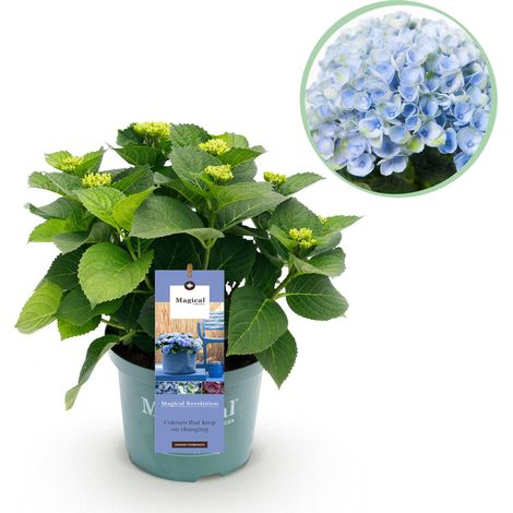 Hortensia Hydrangea Magical Revolution Blue Plante de Jardin et Terrasse Bleu Pot Ø 23 cm H 55 cm - PANGIVO (1/5)