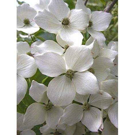 Cornouiller du Japon 'Wieting's Select' Pot de 18L/20L (1/4)