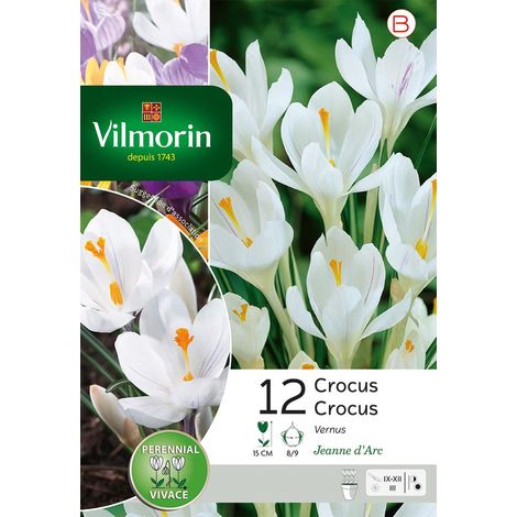 Vilmorin Crocus Jeanne D'Arc (x12) (1/3)