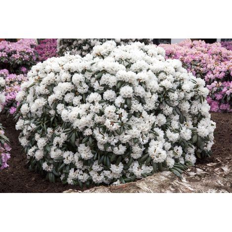 Yaku-Rhododendron 'Schneekissen' Rhododendron yak.'Schneekissen' C 3 25- 30
