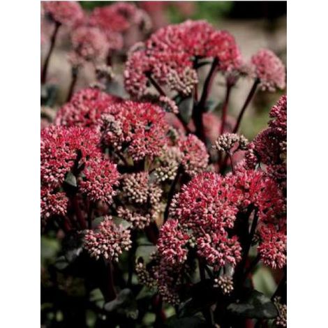 Orpin 'Red Cauli' Godet de 8/9 cm (1/2)
