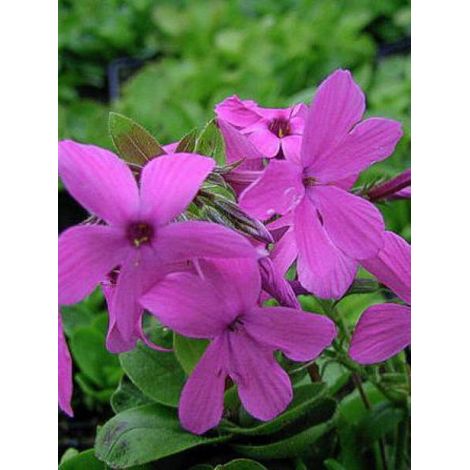 Phlox rampant 'Home Fires' Godet de 8/9 cm (1/2)