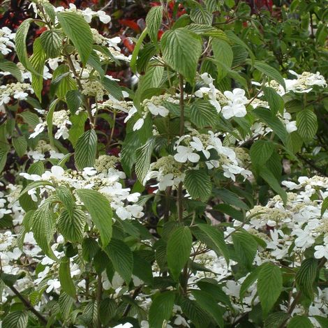 Viorne de Chine Watanabe, Viburnum/Pot de 7,5L - 60/80 cm (1/2)