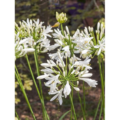 Agapanthe 'Vallée de la Sarthe' Pot de 2L/3L