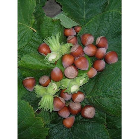 Noisetier commun 'Merveille de Bollwiller' Pot de 12L/15L (1/2)