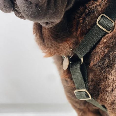 Harnais pour Chien en Corde de Chanvre Naturel Vert Forêt Réglable et Résistant Végan - PANGIVO