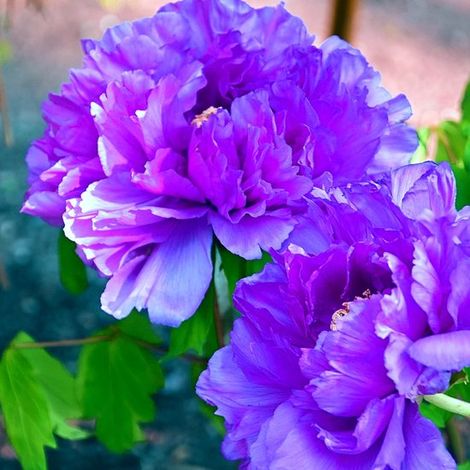 Pivoine arbustive violette (Paeonia suffruticosa purple), hauteur 20 cm, pot de 1 litre