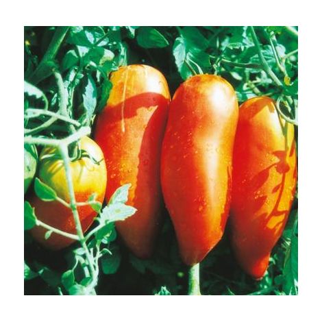 TOMATE ANDINE CORNUE - 0.1 G