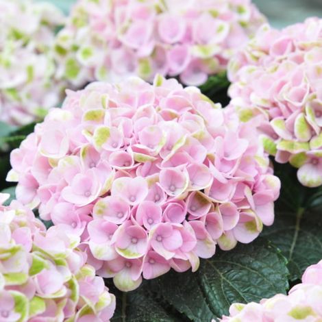 Hortensia Bouquet Rose - Hydrangea macrophylla bouquet rose 40/60cm Pot 3L (1/4)