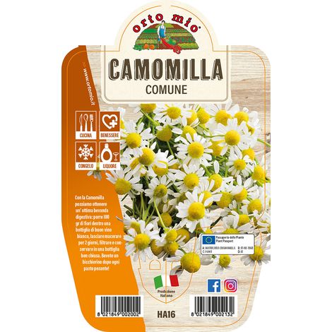 CAMOMILLA COMUNE IN VASO 14CM