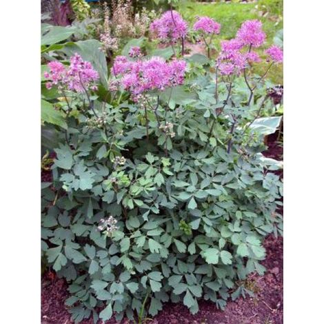 Pigamon 'Thunder Cloud' Pot de 2L/3L (1/2)