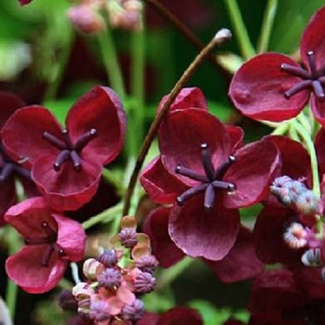 Akébie à cinq folioles - Akebia quinata - 50-60 cm pot