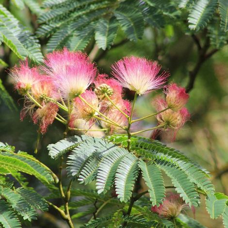 Arbre à soie rouge – Feuillage fin vert moyen – Hauteur à maturité 5 à 8 mètres – Floraison pompons rose soutenu de juillet à septembre (1/3)