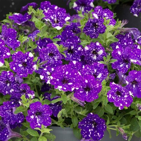2998 graines de pétunia « Starry Night »,pour la culture en suspension variété traditionnelle non OGM,pour la culture en pot ou en jardin (1/4)
