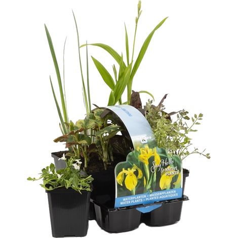 Bloomique - Lot de 6 - Plantes de bassin indigènes - Zones de bassin 1-2-3 - Plantes aquatiques - Résistantes au gel - 15-25 cm de haut - Pot 9 cm (1/4)