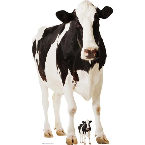 Figurine en carton Vache noire et blanche type Prim'Holstein - Haut152 cm
