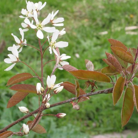 Amélanchier de Lamarck - Amelanchier lamarckii  - 60-80 cm pot